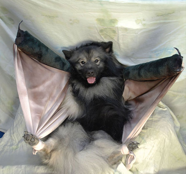 A Batdog.