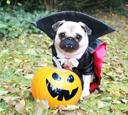 A Pug-tastic Vampire.