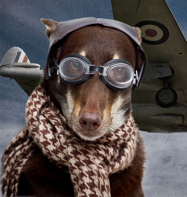 Aviator Dog.