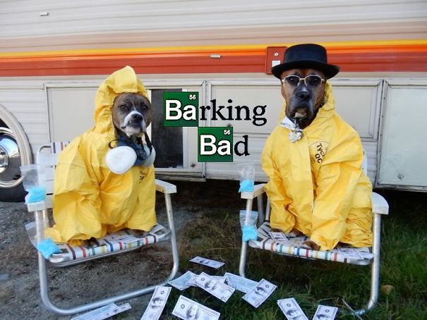 Barking Bad.