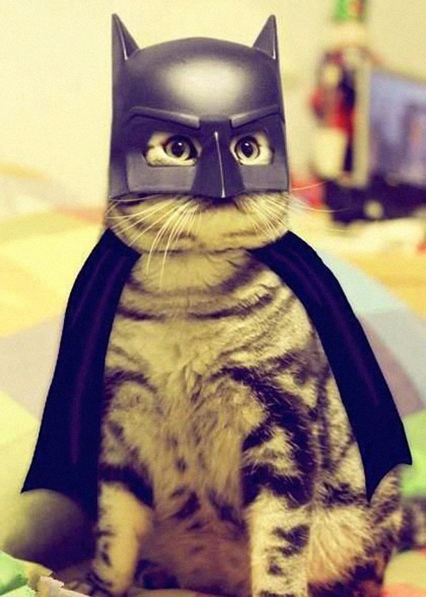 Bat Cat.