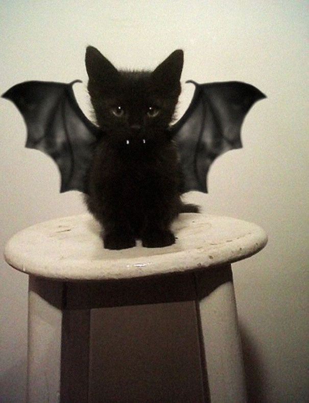 Bat Kitty.