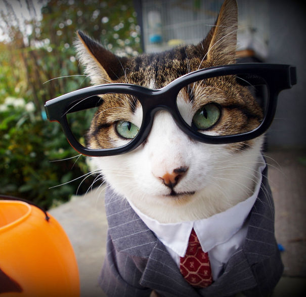 Business Guy Cat.