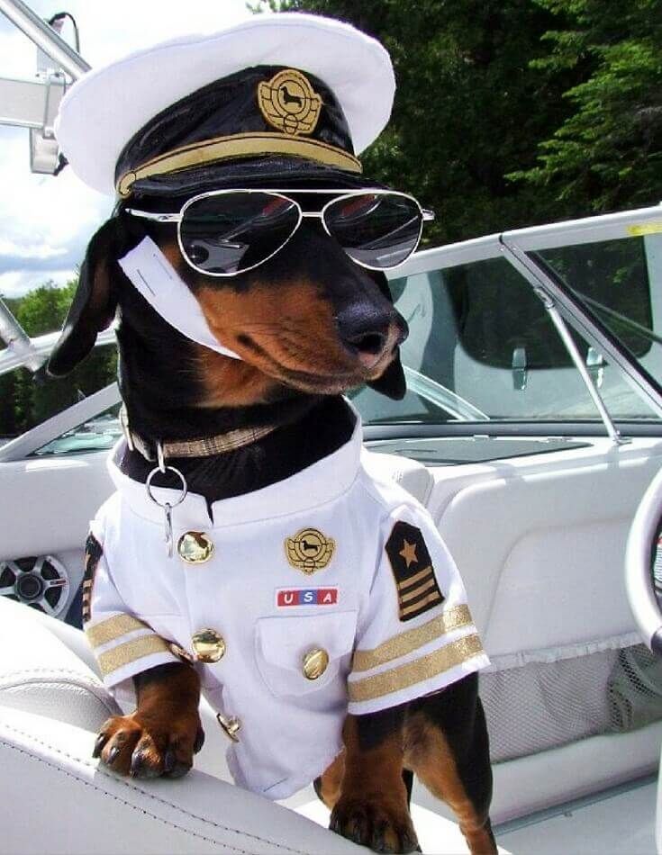 Captain Sailor Doggo.