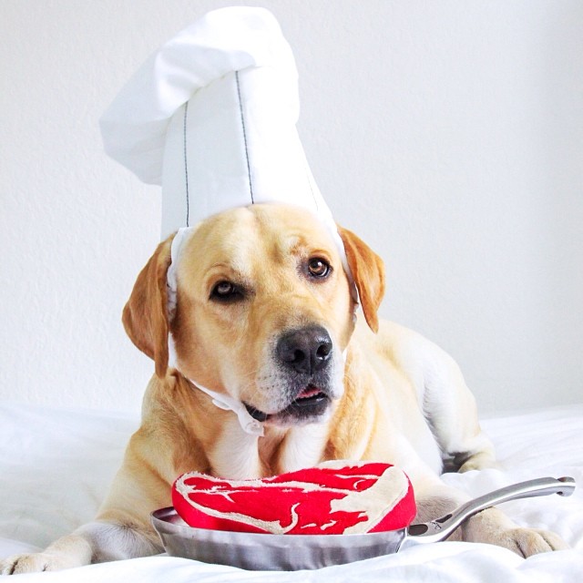 Chef Doggo!