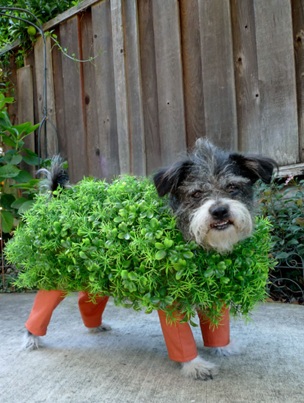 Chia Pet Kitai.