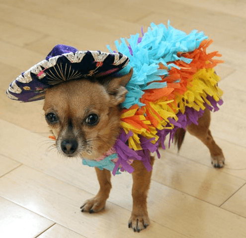 Chihuahua Pinata.