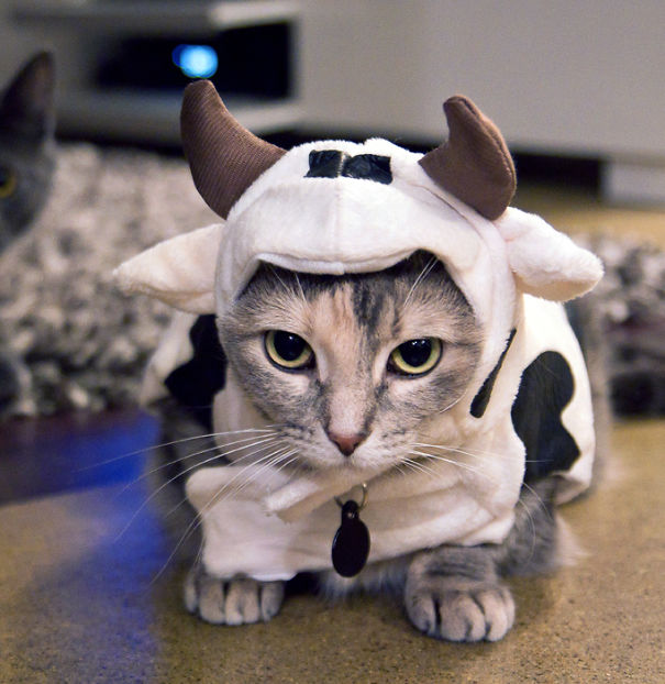 Cow Cat.