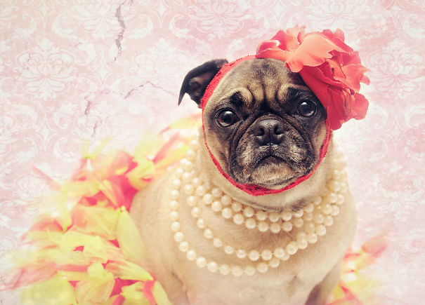 Debutante Pug.