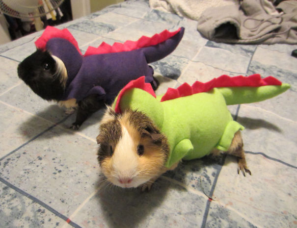 Dragon Guinea Pig.