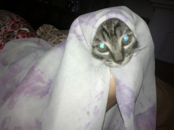 Exorcist Cat.