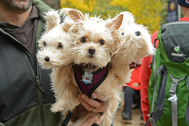 Fluffy Cerberus.