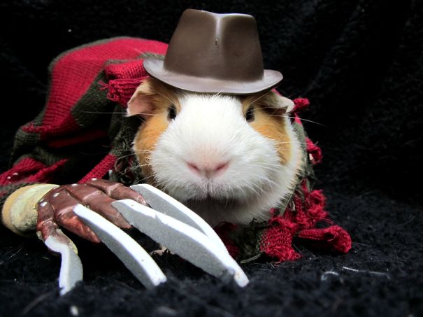 Freddy Krueger Guinea Pig.