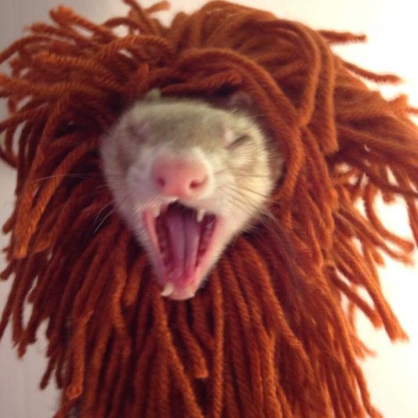 Griff The Lion Ferret.