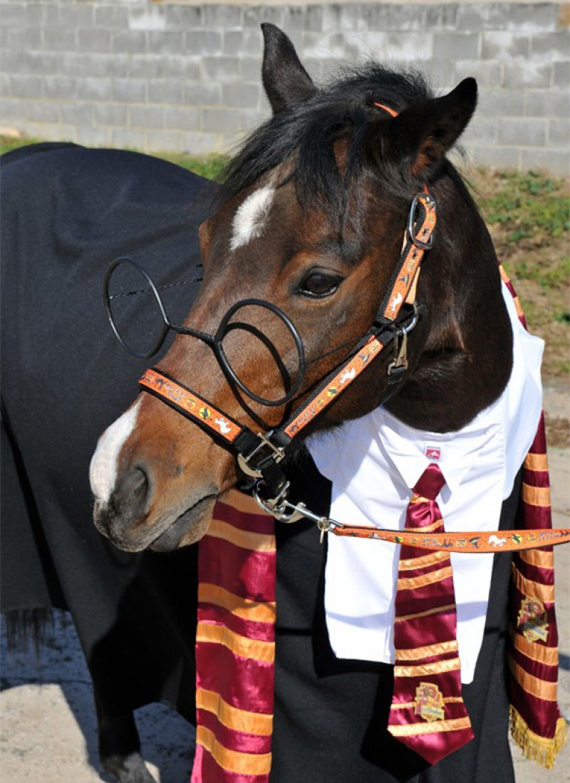 Harry Potter Horse.