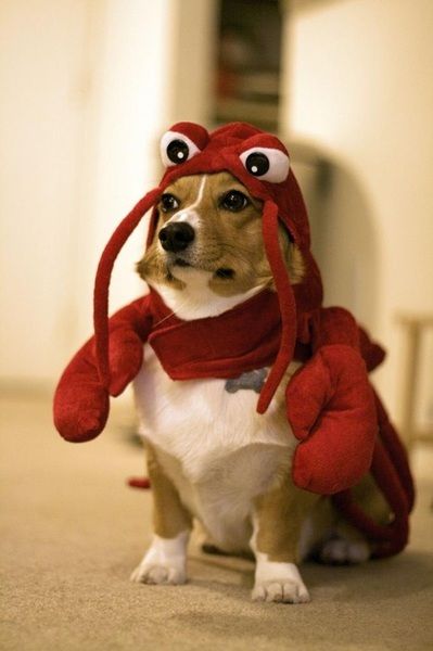 Lobster Dog.