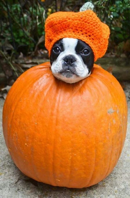 L’il Pumpkin.