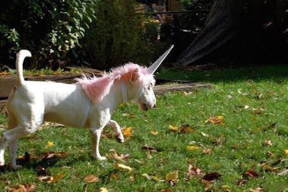 Majestic Unicorn.