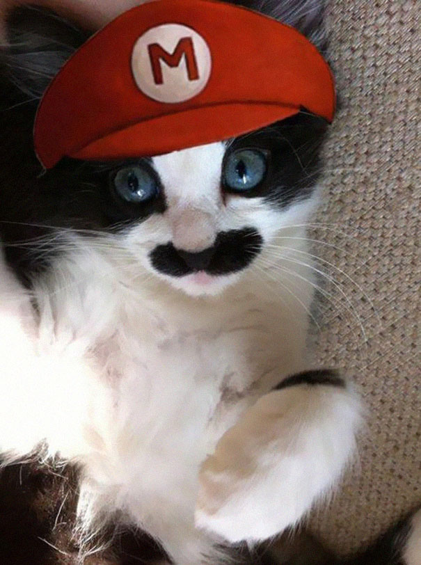 Mario Cat.