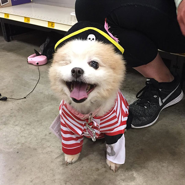 Pirate Dog.