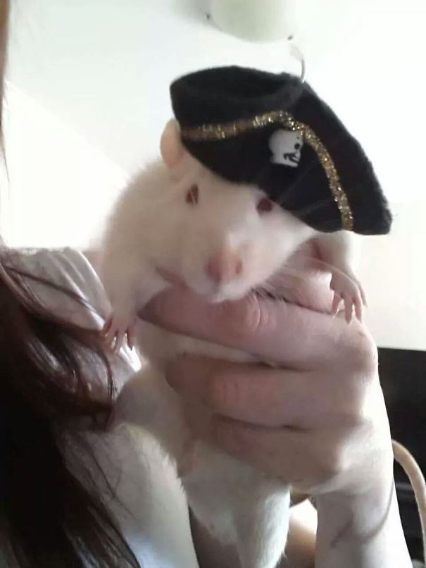 Pirate Rat.