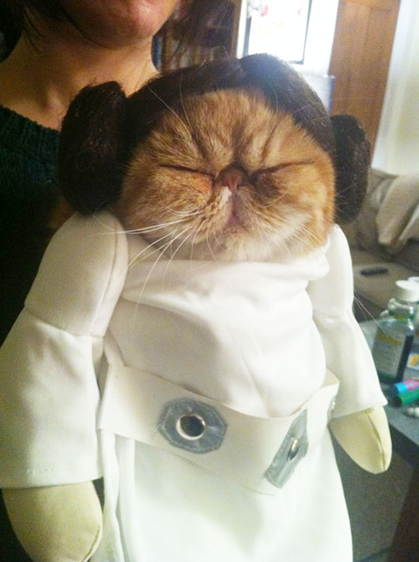 Princess Leia Kitty.