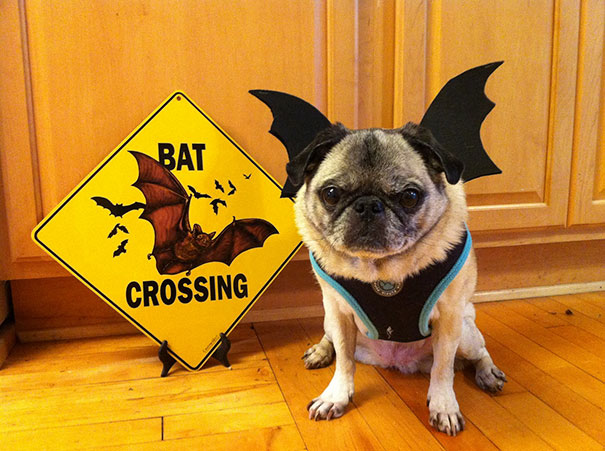 Pug-Bat.