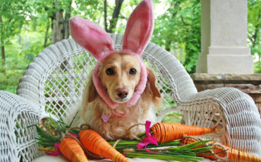 Rabbit Dog.