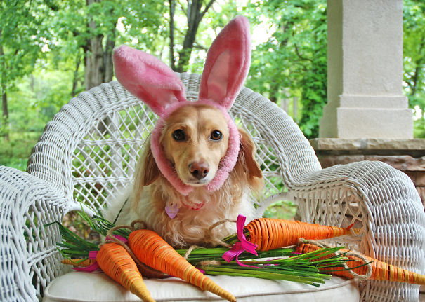 Rabbit Dog.