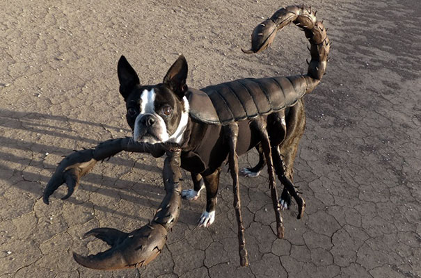 Scorpion Costume for Dog.