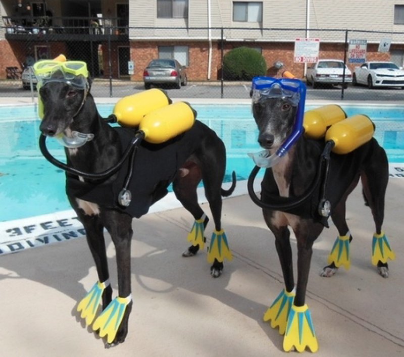 Scuba Dogs.