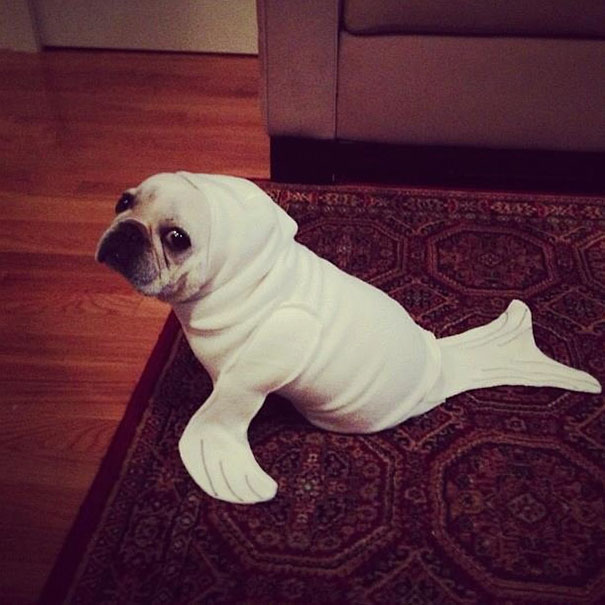 Seal Costume for a Dog.