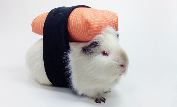 Sushi Guinea Pig.