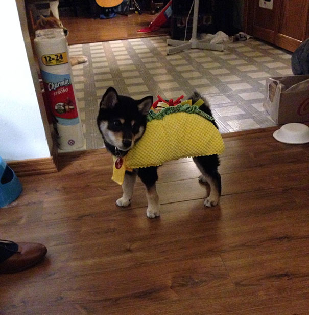 Taco Dog.