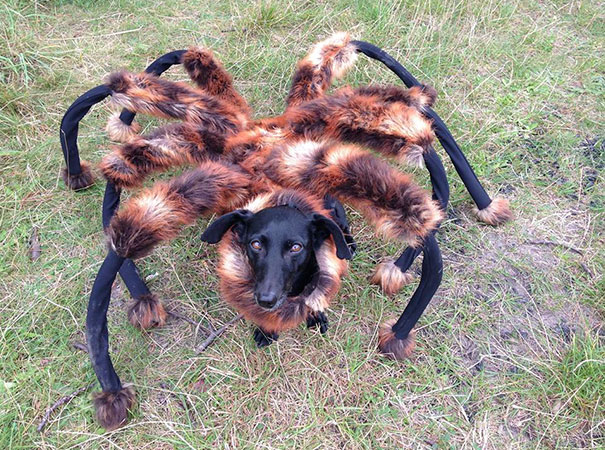 Tarantula.