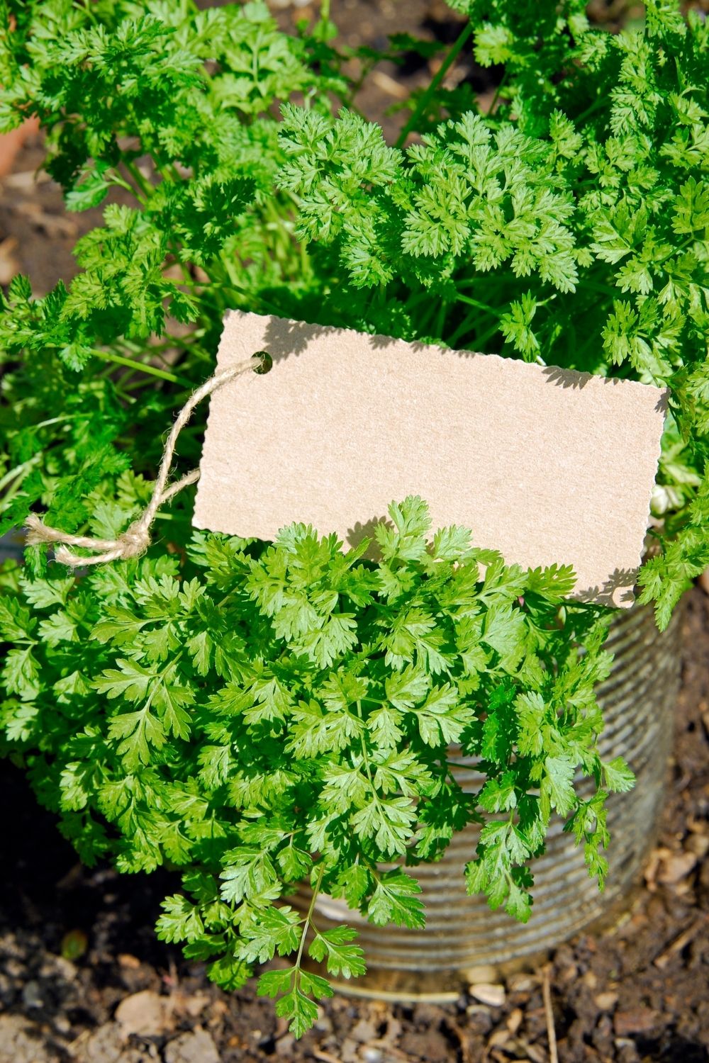 Chervil