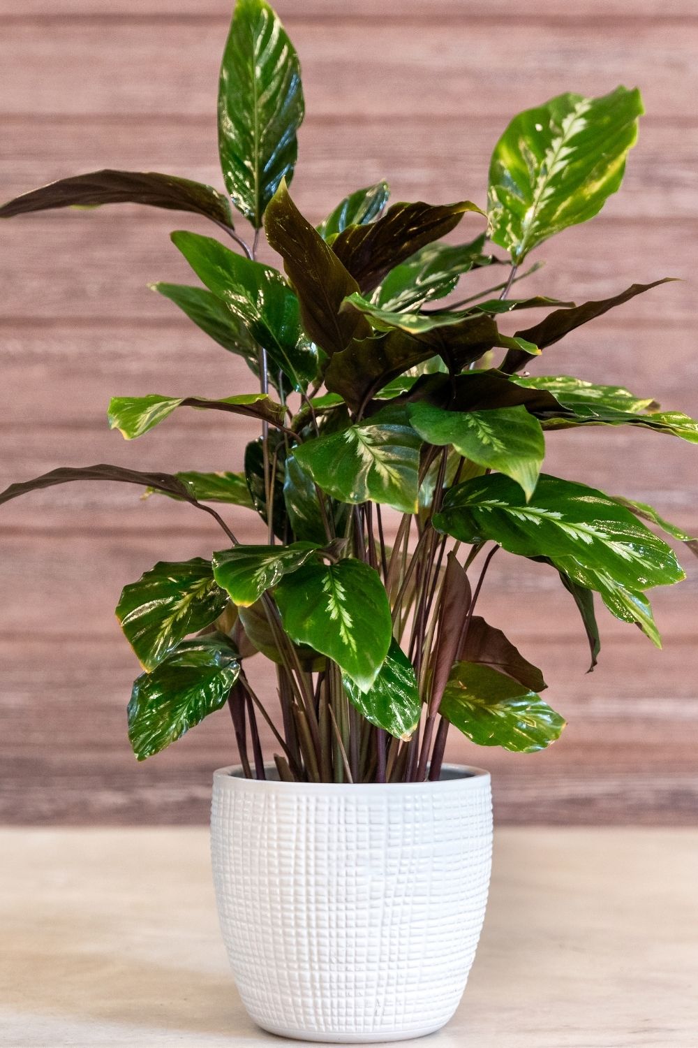 Chinese Evergreen