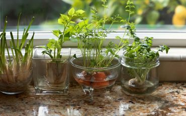 INDOOR Herbs for Your Kitchen GARDEN