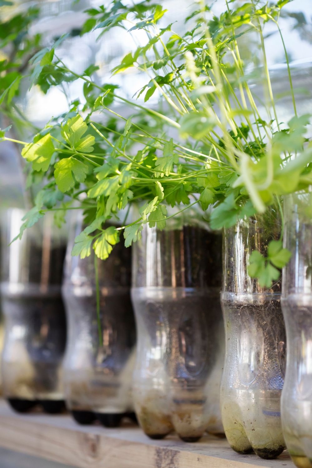 Recycle Your Bottles