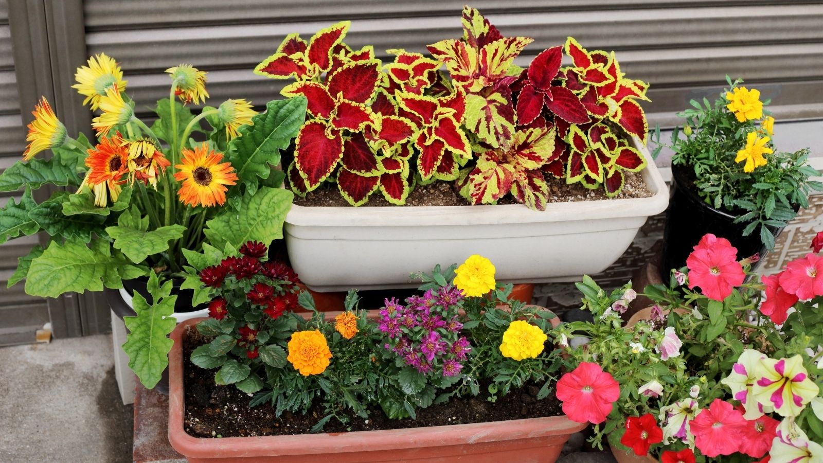 Why gardeners love square pots?