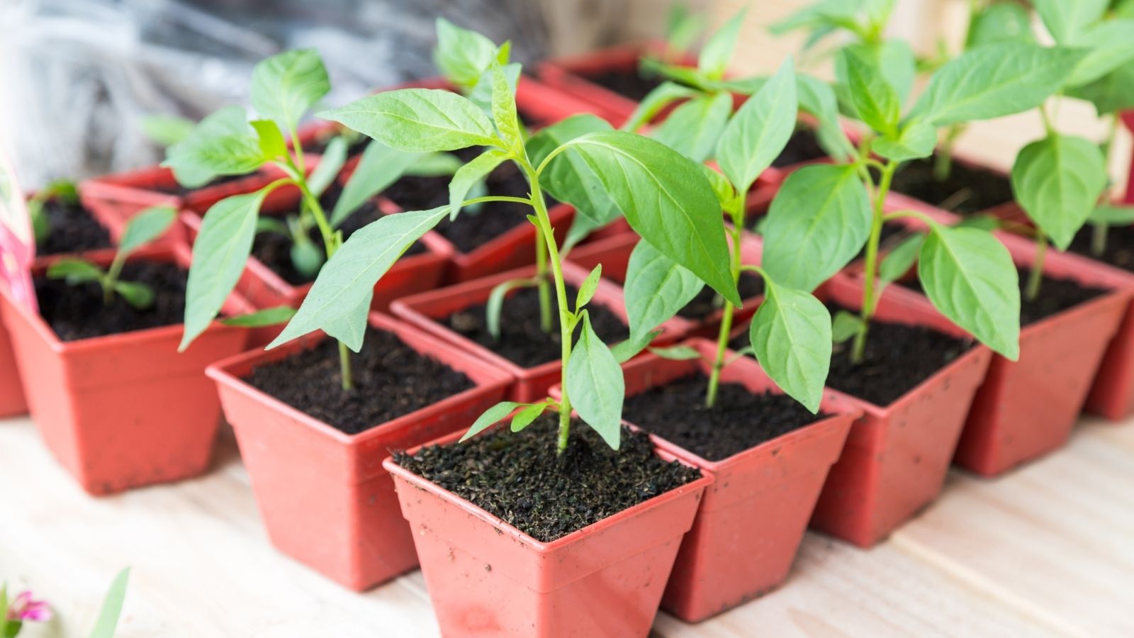 gardeners love square pots