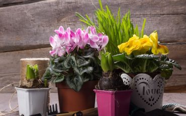 Best Places to Grow the Houseplants