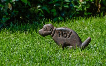 Big NOs to Your Lawns