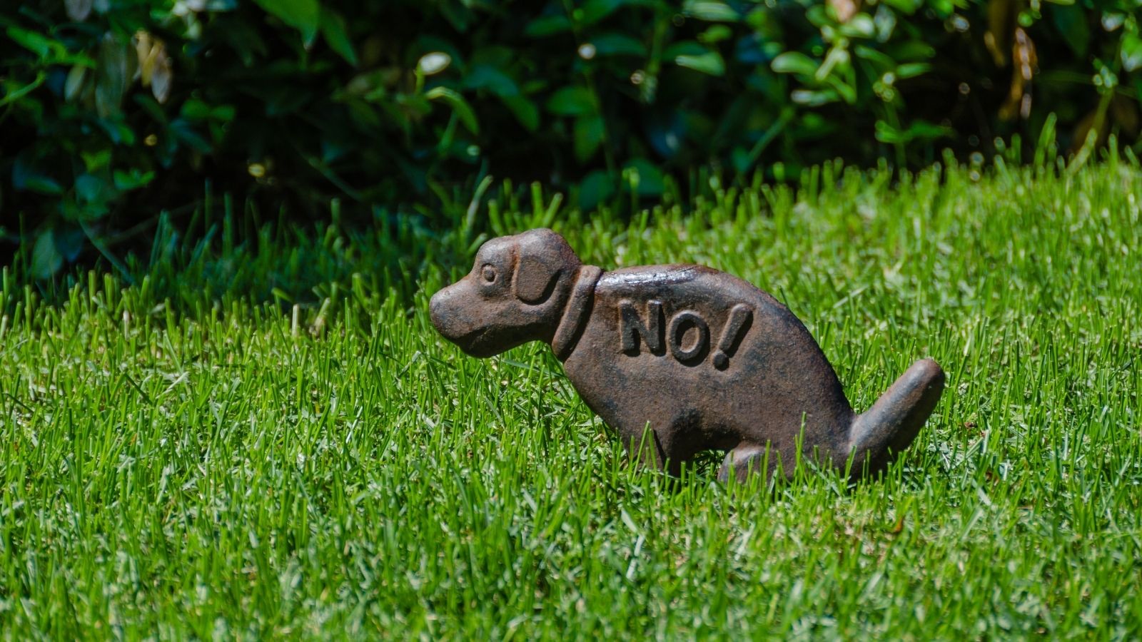 6 Big NOs to Your Lawns