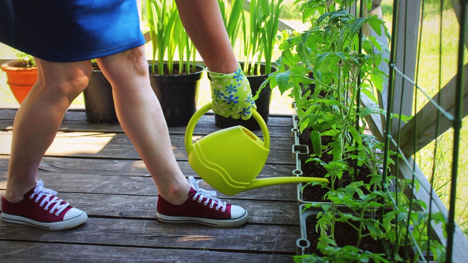Container Gardening At The Terrace: Follow The 5 Easy Tips