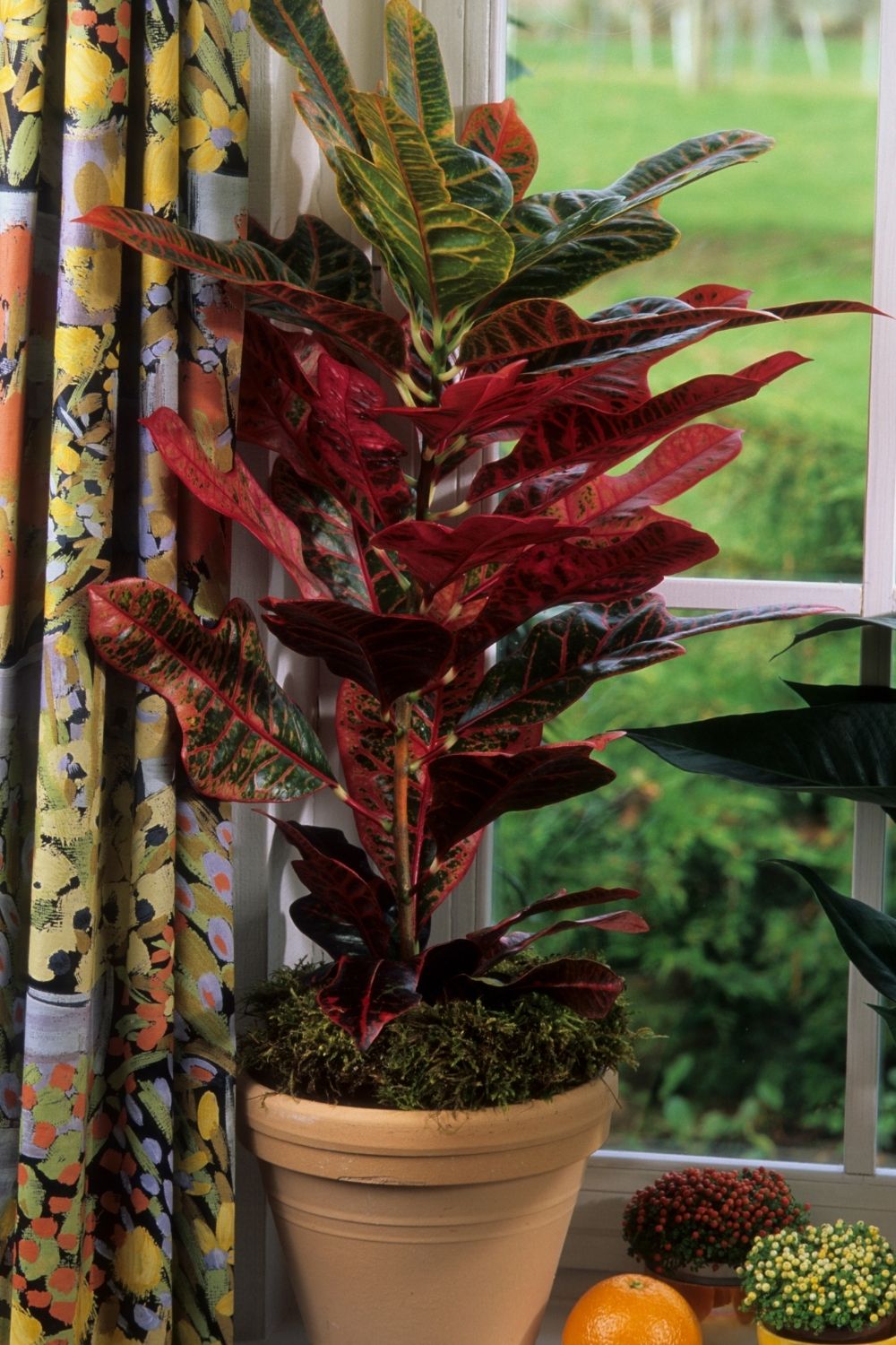 Croton