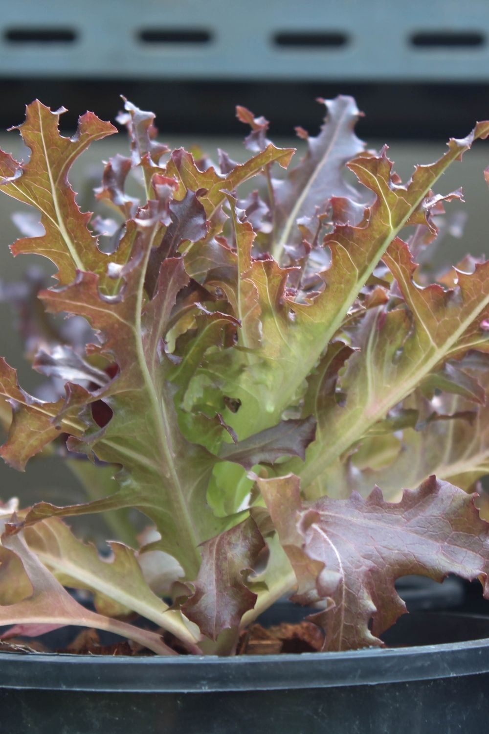 Decide which salad to grow