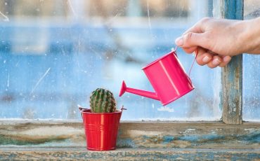 Grow A Cactus