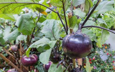 Grow Eggplants In The Garden