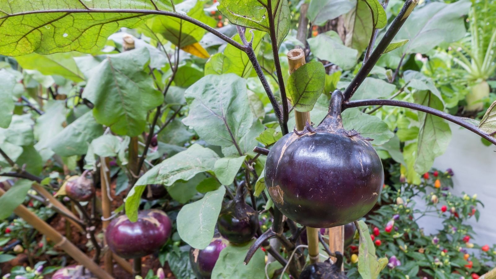 6 Easy Steps To Grow Eggplants In The Garden